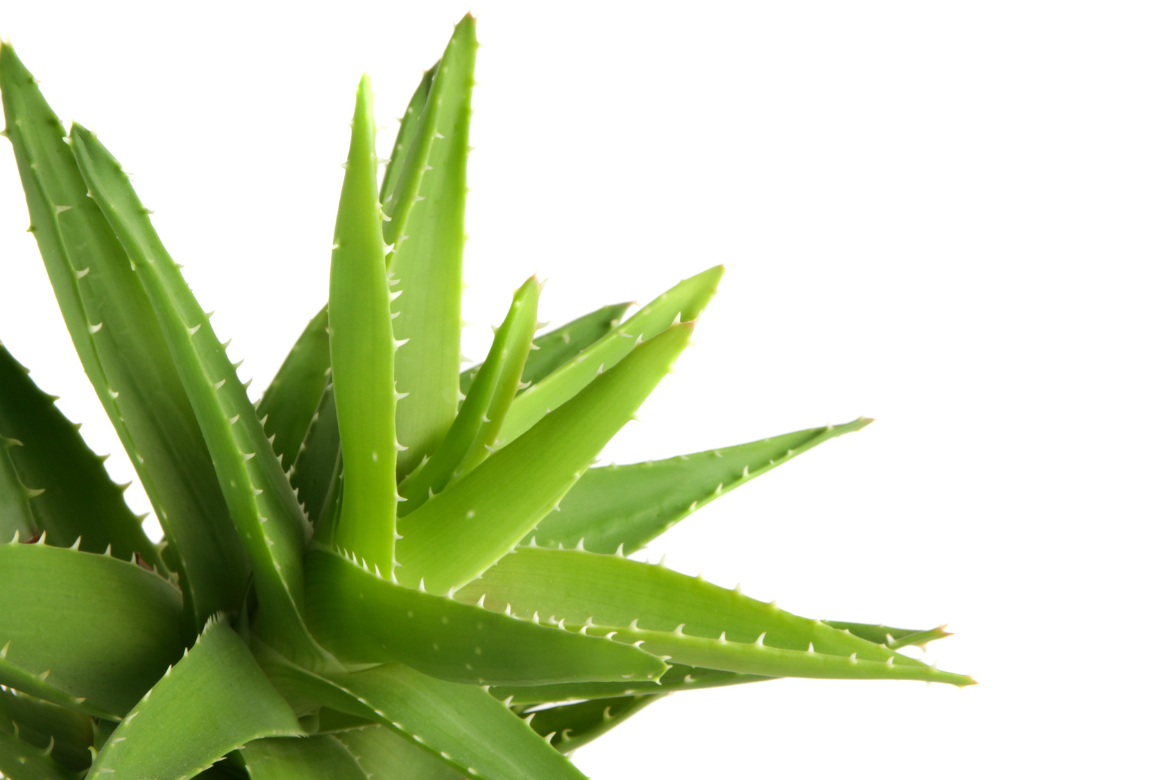 Cómo utilizar el Aloe Vera para cuidar tu piel